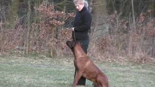 Rhodesian ridgeback obedience  March 2011 [upl. by Darach]