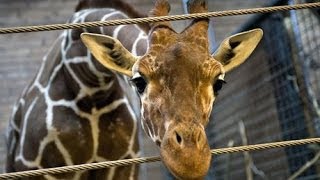 Marius the giraffe killed at Copenhagen zoo publicly fed to the Lions warning GRAPHIC content [upl. by Nwahsit787]