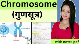 Cell biology L13Chromosomes bsc 1st year zoology knowledge adda lion batch in Hindi [upl. by Eduj]