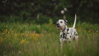 Dalmatian The Popular Dog Breed In The World [upl. by Nnylatsyrk]