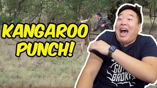 VLOG 18 Man Punches Kangaroo in the FACE [upl. by Towers]