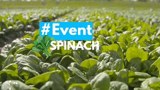 Meet our spinach experts in Angeren  September 2024 [upl. by Gavrielle498]