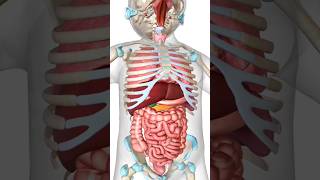 Have you seen the digestive system of a child biology anatomy digestivesystem [upl. by Henden802]