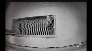 Rat scared of infrared camera [upl. by Retniw19]