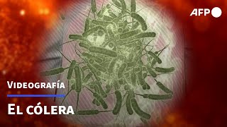 El cólera  AFP [upl. by Cavil]