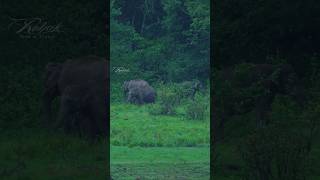 quotGrazing Gaintsquot elephant wildlife nature wildlifephotography shortsfeed shorts aana periyar [upl. by Aelak302]