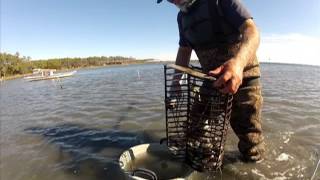 Harvesting Clams in North Carolina [upl. by Enirehtak]