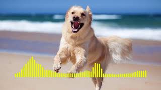 Dog Barking  Ringtone short [upl. by Elacsap293]