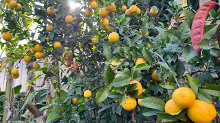 Tour my 8 trees citrus in ground 280823🇦🇺😊EP 364 [upl. by Lovato]