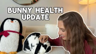 Denzels Diagnosis amp Health Update  E Cuniculi in Rabbits [upl. by Sharpe]