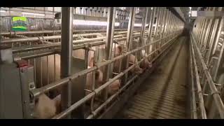 Piggery farm design  Pig farm plans  Pig farming for beginners  Pig farm equipment [upl. by Alard]