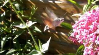 Kolibrievlinder  Colibri butterfly  Macroglossum stellatarum  TEXEL  NL [upl. by Eniarol714]