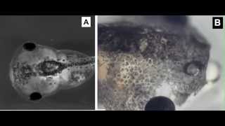 Closeup timelapse of hyperpigmentation phenotype in Xenopus [upl. by Ynafit]