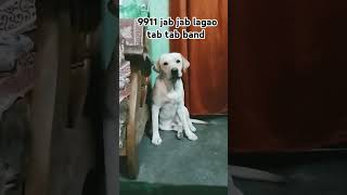 9911 jab jab lagao tab tab band funny comedy dog doglover labrador youtubeshorts shorts [upl. by Leakim99]