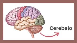 ANATOMÍA Y FISIOLOGÍA DE CEREBELO [upl. by Balough]