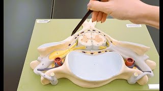 The Spinal Cord amp Monosynaptic Reflex Neuroanatomy Video Lab  Brain Dissections [upl. by Naiditch230]