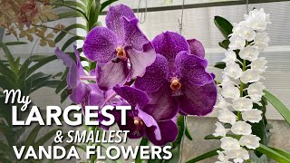 My Largest amp Smallest VANDA Orchid Flowers  Orchids In Bloom  Large Flowers  Fragrant Orchid [upl. by Parlin]