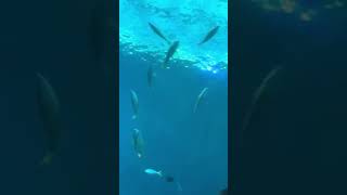 Shark Vs Stingray SEA aquarium Singapore [upl. by Gracia104]