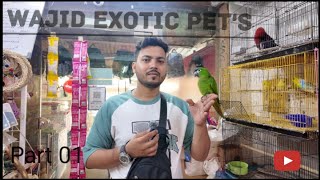 Wajid Exotic Pets Jogeshwari viralreels viralvideos exoticbird bestoffers bestoffer2024 [upl. by Cain861]