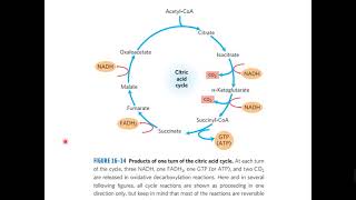 TCA and Glyoxylate Cycle [upl. by Annayhs]