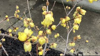 盆栽腊梅剪枝一年后的开花分享 Chimonanthus Praecox in Container Reblooming after Trimmed One Year Back [upl. by Toogood]