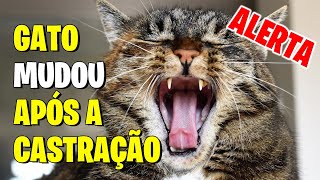 ALERTA ⚠️ GATO MUDOU FICOU BRAVO ASSUSTADO APÓS A CASTRAÇÃO  Gatil Hauser [upl. by Acirdna230]