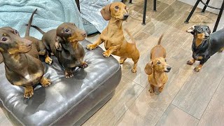 One Hour and a Half Enjoyable Sausage dogs puppies Video compilation Funny Playful Cute video [upl. by Mignon]