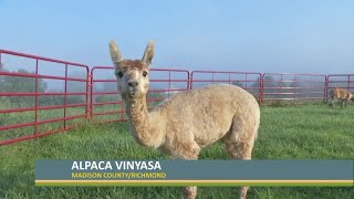 Alpaca vinyasa at River Hill Ranch in Richmond [upl. by Nylesor]