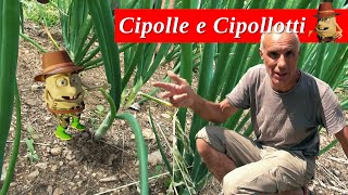 Cosa bisogna sapere per TRAPIANTARE Cipolle Cipollotti Melanzane Peperoni Carote [upl. by Birchard]