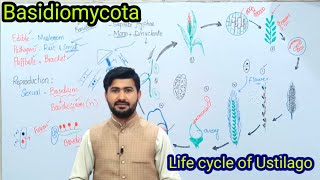 86 Basidiomycota  Life cycle of ustilago Loose smut of Wheat  Fsc biology class 11 [upl. by Laet]