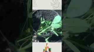 Como reproducir la planta Maní Forrajero Cacahuatillo Arachis pintoi [upl. by Waldo]