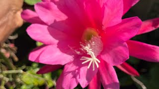 Dark Pink Epiphyllum Orchid Cactus in Our Garden brilliant Colour [upl. by Bobbie638]