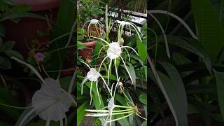 Spider lilygardenig shorts spiderlily bulbus plant [upl. by Arrac]