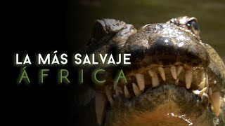 África más salvaje  Virungas Tierra de Hielo y Fuego [upl. by Ribak]