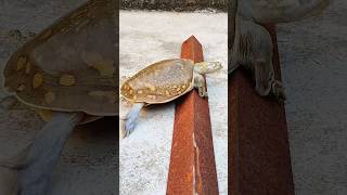 shorts tortoise trending youtubeshorts [upl. by Yaluz]