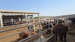 How to quotDiscover the beauty of a cattle farm A virtual tourquot [upl. by Anstus984]