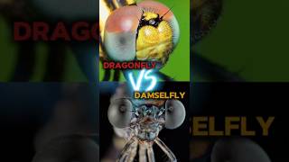 Dragonfly vs Damselfly comparison wildlifecomparison animalcomparison dragonfly damselfly [upl. by Cutlip580]