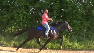 Road Race Trail Ride in Tollette Arkansas for Tennessee Walking Horses [upl. by Wiatt]