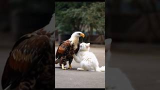 White necked eagle playing a cute cat Loves 💕😘 animal motionzoolandeagleanimallandlionworld🦅🦅🦅 [upl. by Mirabel]