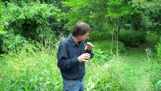 Martin Crawfords Forest Garden Part 12 [upl. by Buddie]