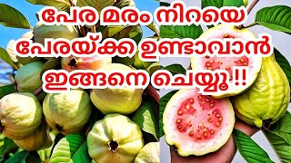 പേര മരം നിറയെ കായിക്കാൻmore yeild from guva plant malayalamfruits plant malayalamkrishi malayalam [upl. by Noella114]