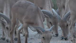 Broke Boyz Outdoors  mikes beautiful aoudad ram [upl. by Rosie]