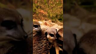 quotThe MEERKAT Suricata suricatta or suricate Is a small mongoose found in southern AFRICAquot Part 2 [upl. by Riada]