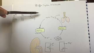 Buffer systembicarbonate [upl. by Eidnalem]