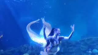 Mermaid 🧜‍♀️ in VGP marine Kingdom Chennai ✨ 2023 [upl. by Helbonnas47]