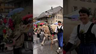 🐄✨🌸 AlpineDescent Alpabzug EntlebucherAlpabzug Schüpfheim SwissTraditions SwissCulture cow [upl. by Aihceyt]