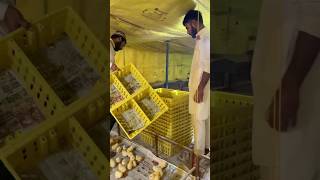 Kitna jaruri hai sahi temperature”Poultry shortfeed india [upl. by Alocin]