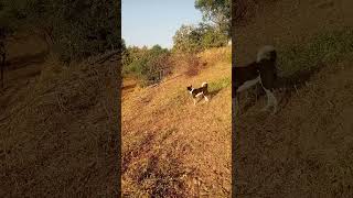 my dog best dog biutiful dog nice dog shortvideo [upl. by Heater596]