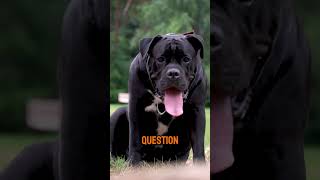 Will you be a Cane Corso dog friend [upl. by Bounds]