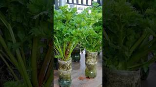 Growing Celery is very simple with just a few small plastic bottles and lush vegetables short [upl. by Salta]